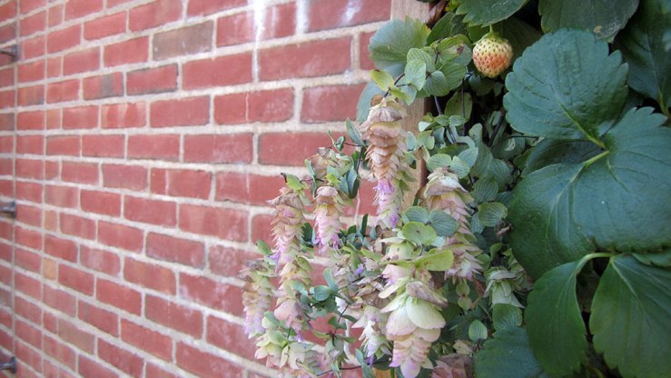 I came out of this visit wanting vertical gardens of my own more than ever. This one featured oregano and strawberries.