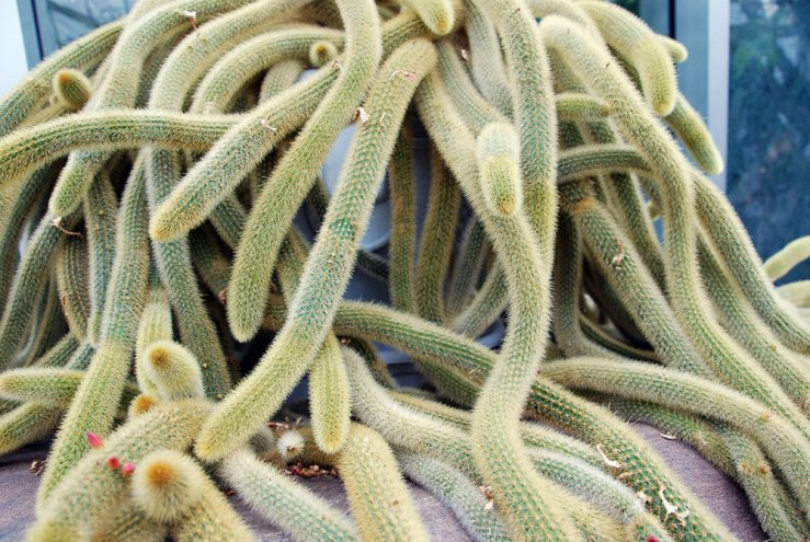 Cacti! For real, they're hilarious.