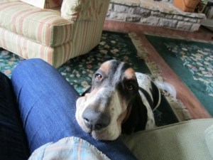 You want to feed me. Or take me for a walk. Or feed me.