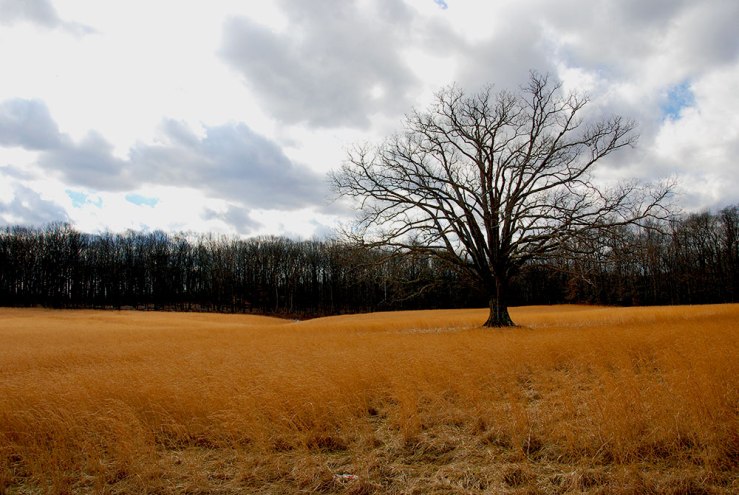 Dad thinks this might be winter wheat. Anyone have an idea? I'm in love with the color, even if the sky is overexposed.